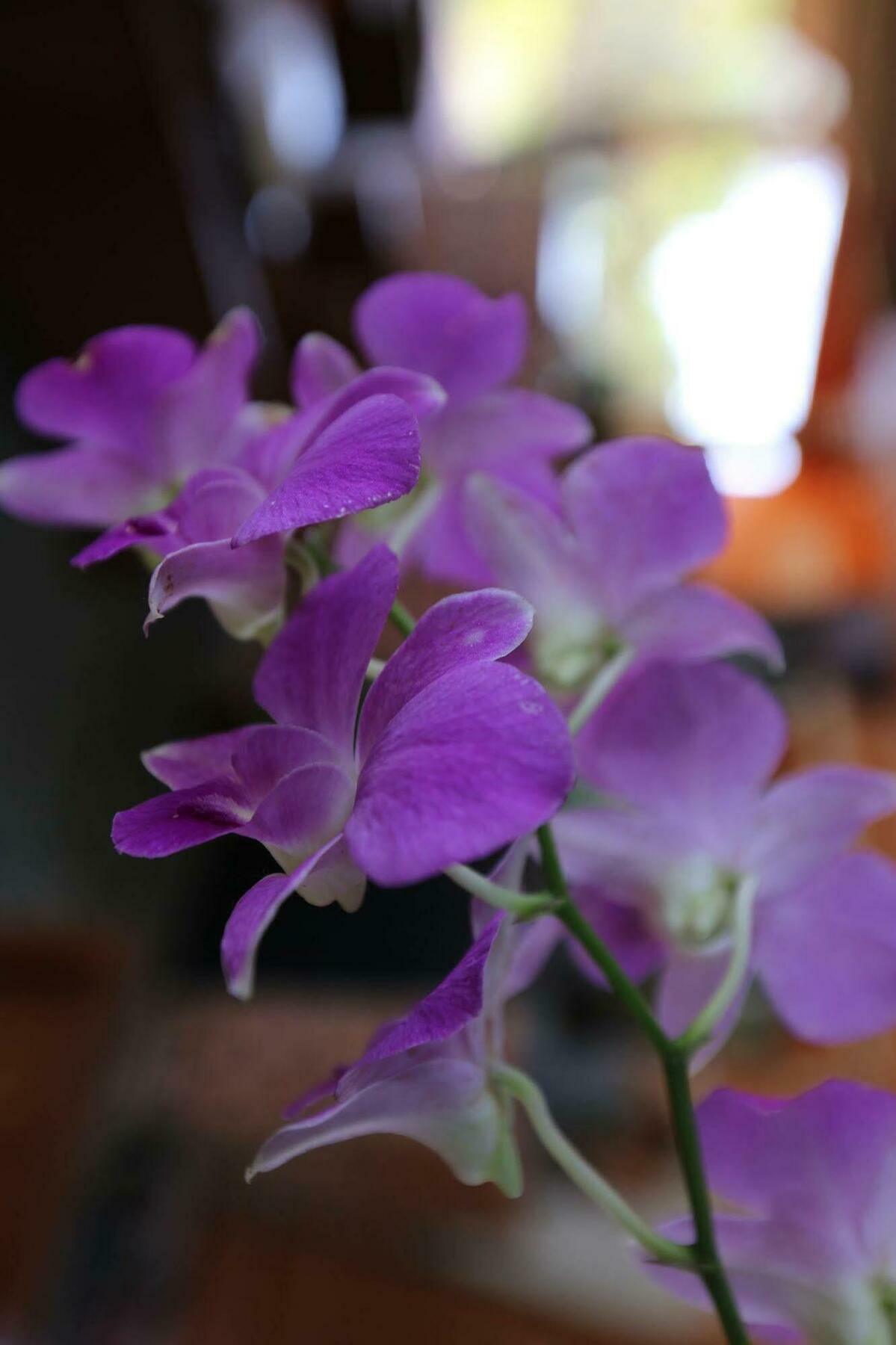 Eco-Home Siem Reap Homestay Kültér fotó